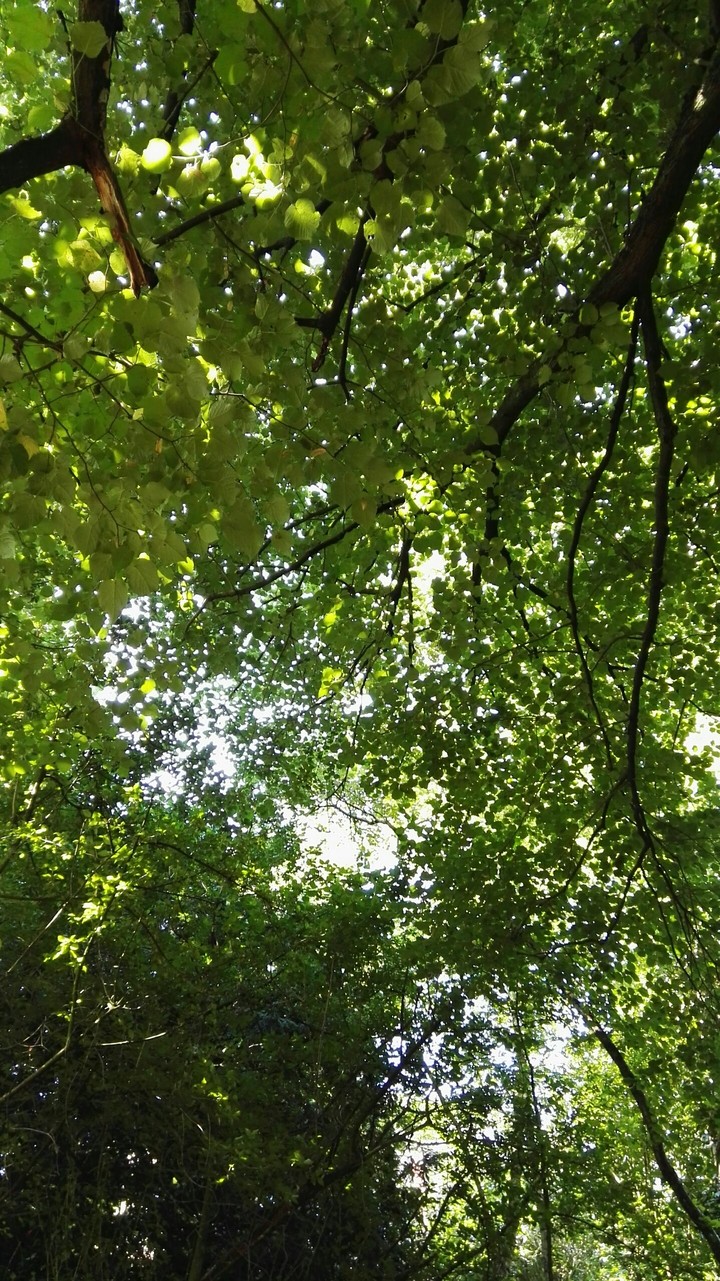 In to the woods