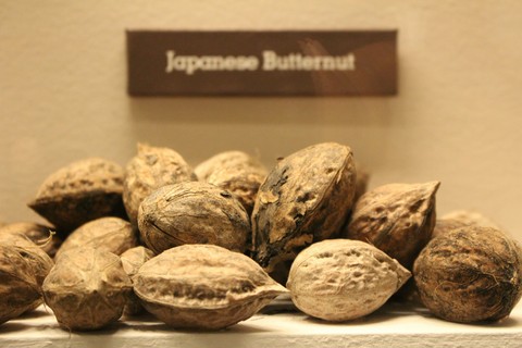 Nuts