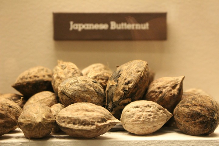 Nuts