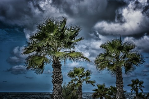 Palm Trees