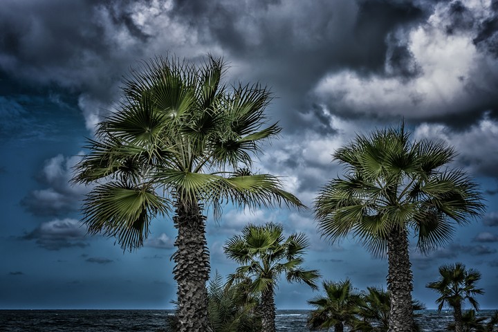 Palm Trees