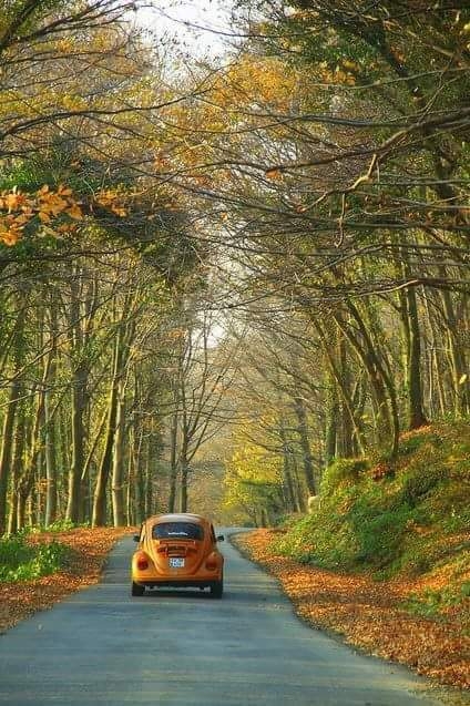 Cinquecento nel bosco!☺