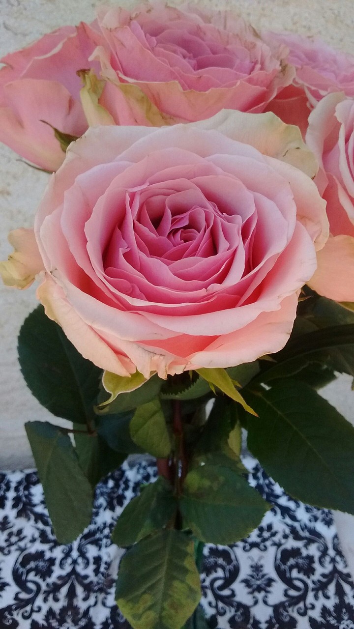 pink Rose's