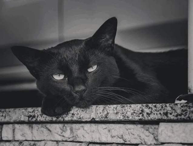 Katze