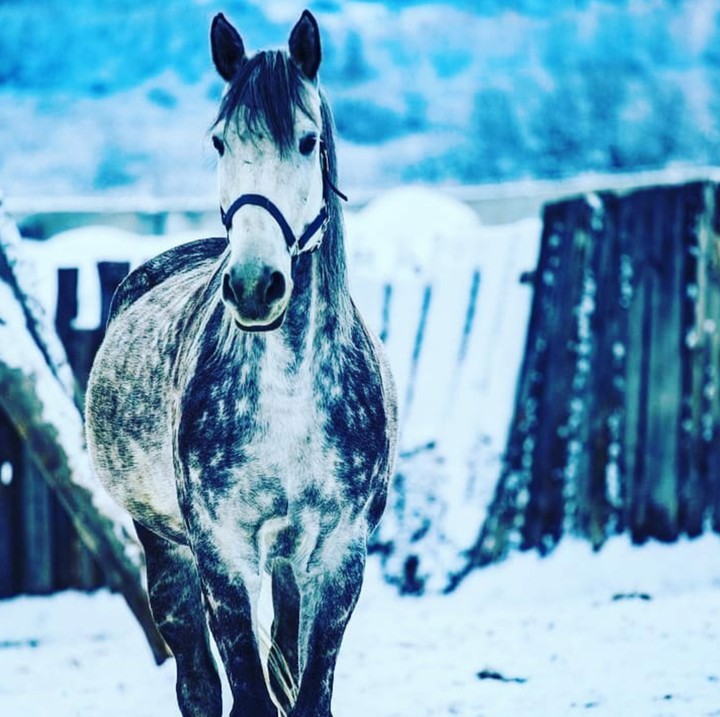 Horse