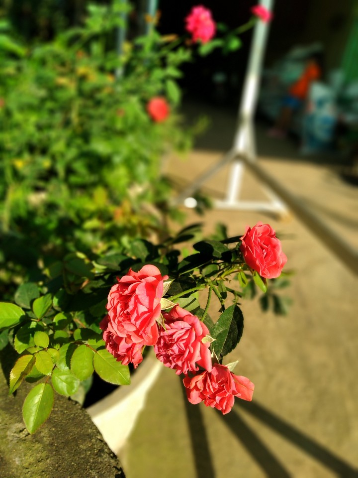 rose in dawn