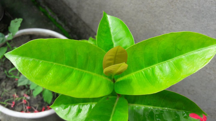 green