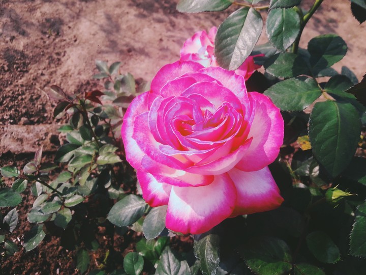 Pink & white