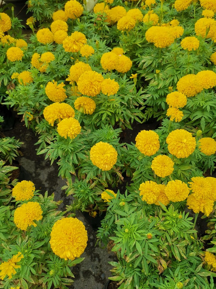 flowers