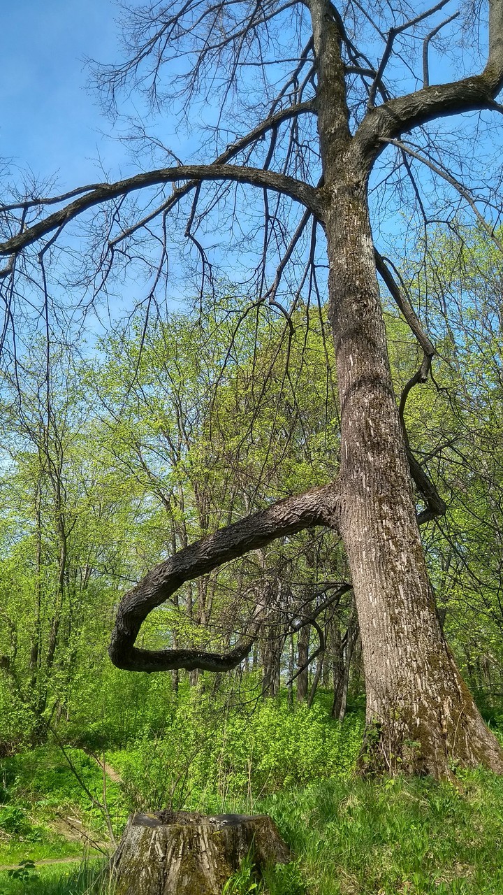 дерево