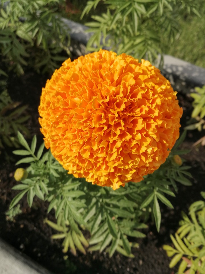 ?Orange?