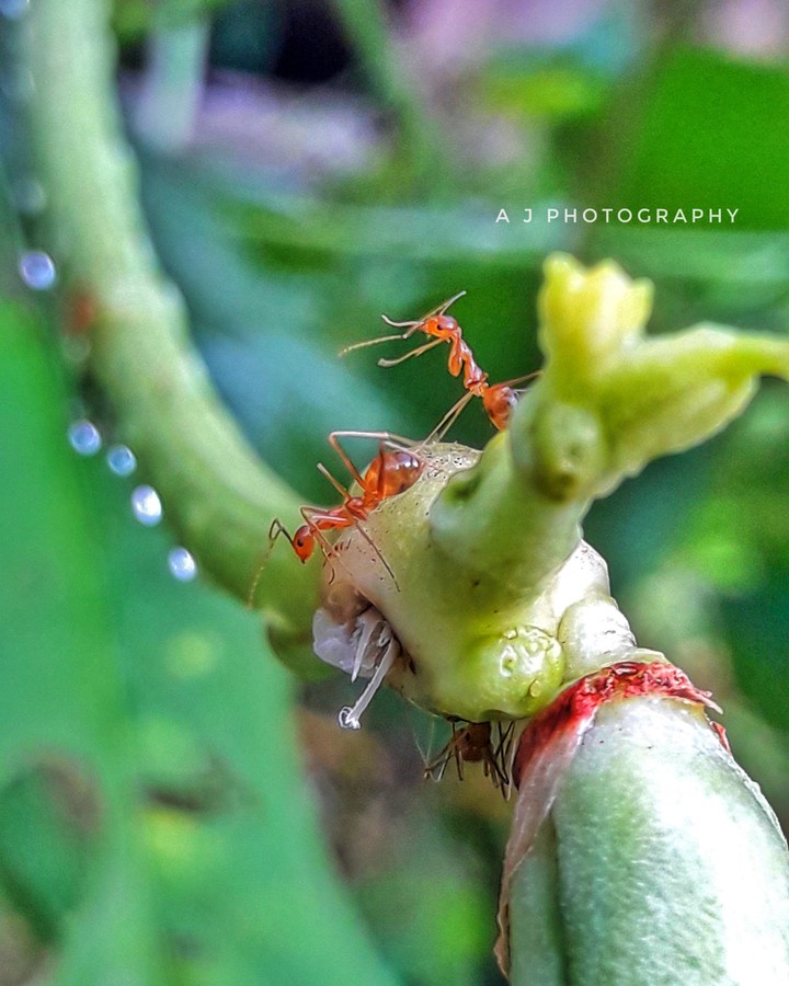 Nature