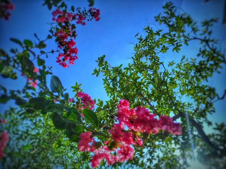 hdr sky and flowers