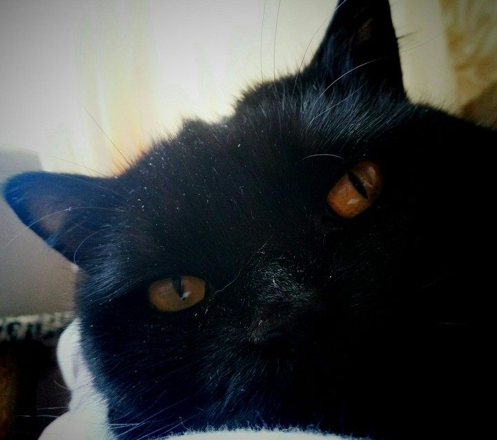 котяшка