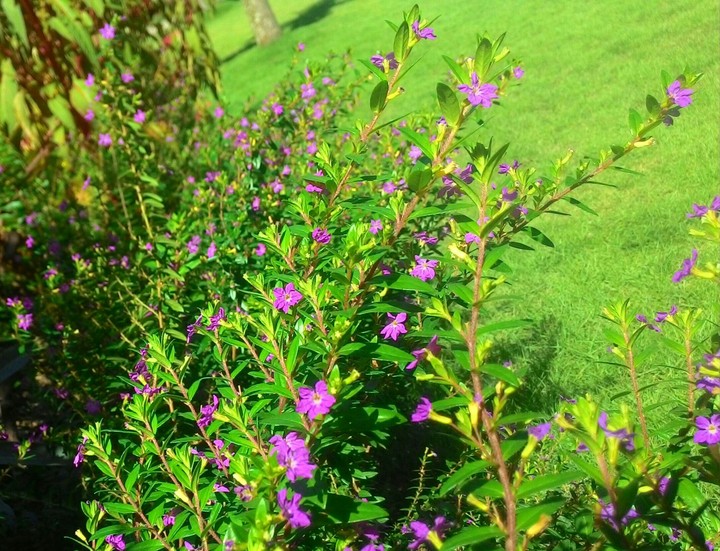 flower