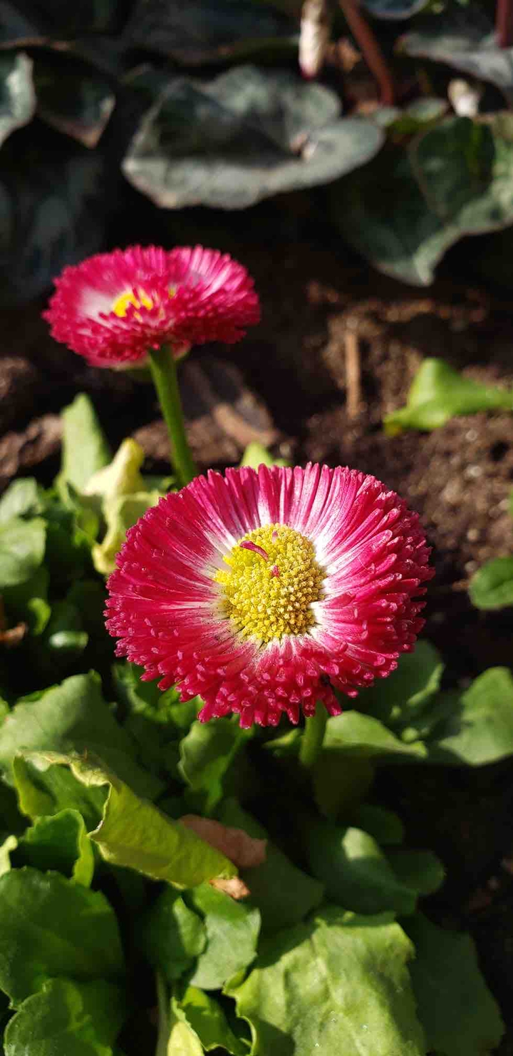 street flowers