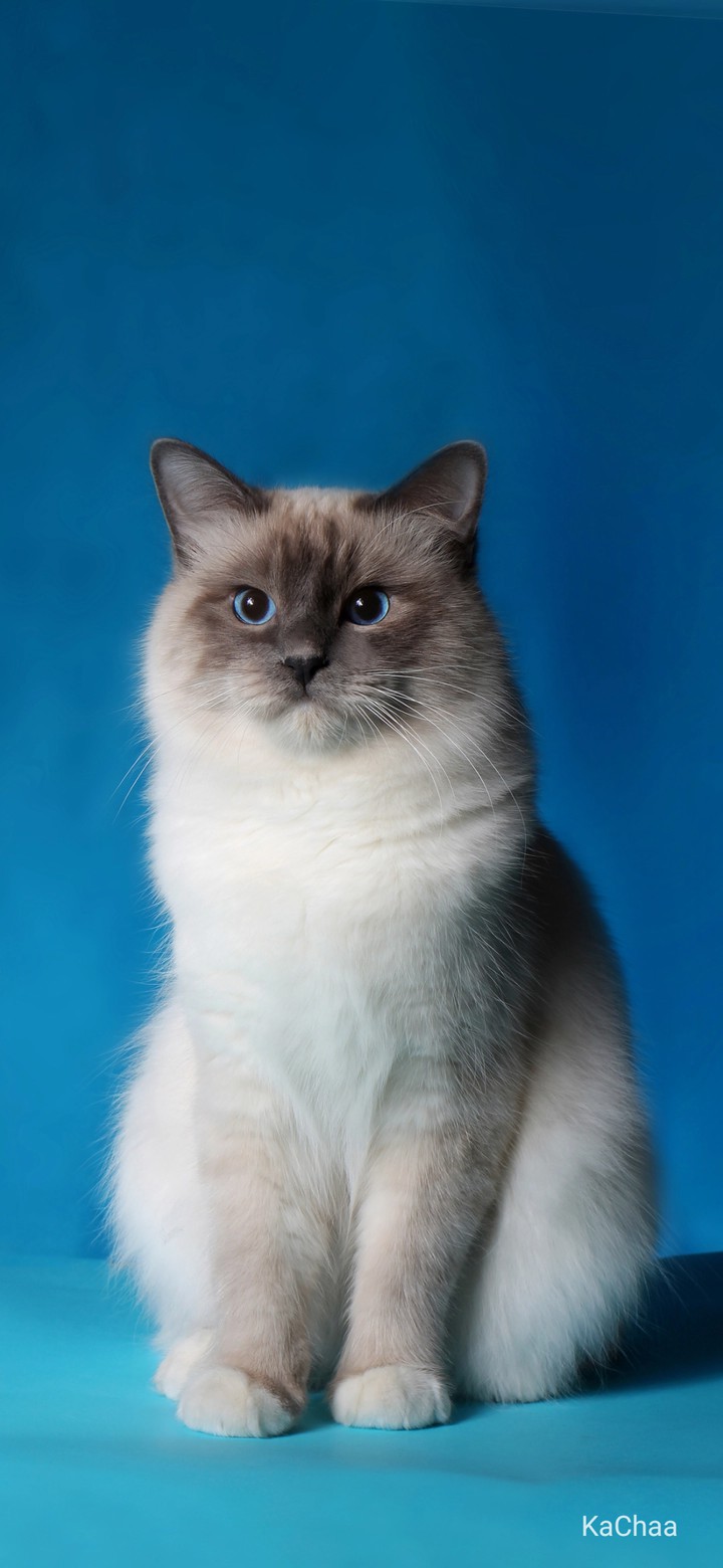 pussycat