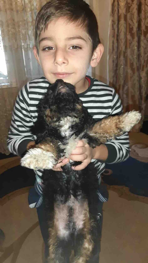 schnauzer, dog duvar kağıtları