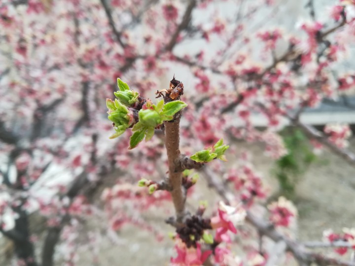 spring