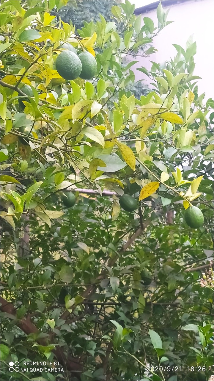 Limon?