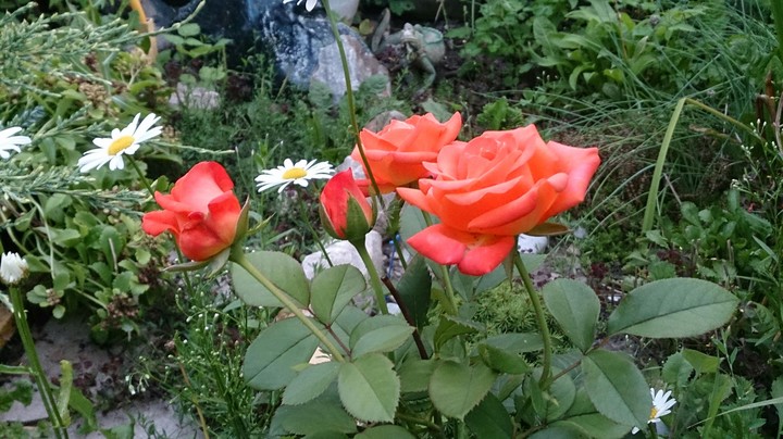 Розы
