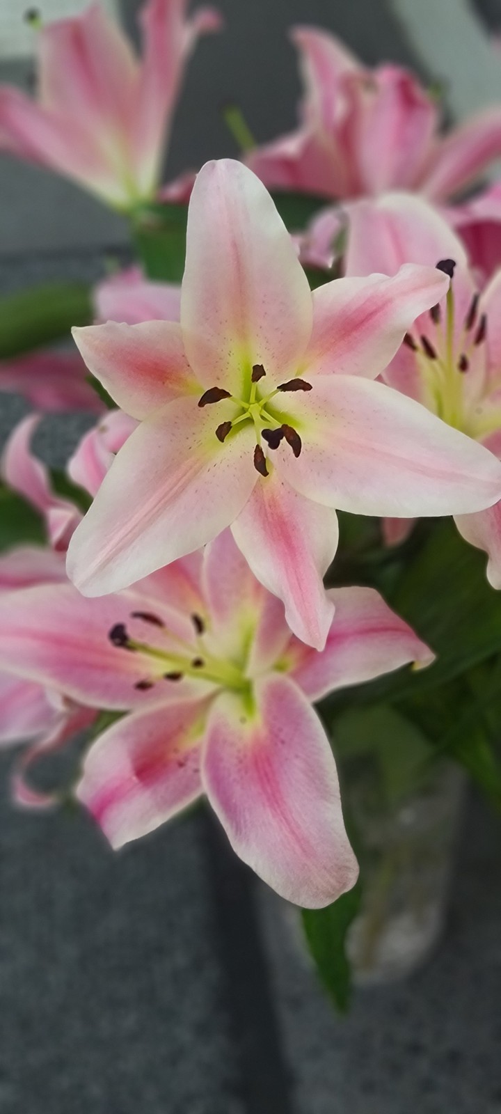 Blume