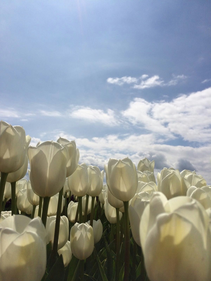 white tulips