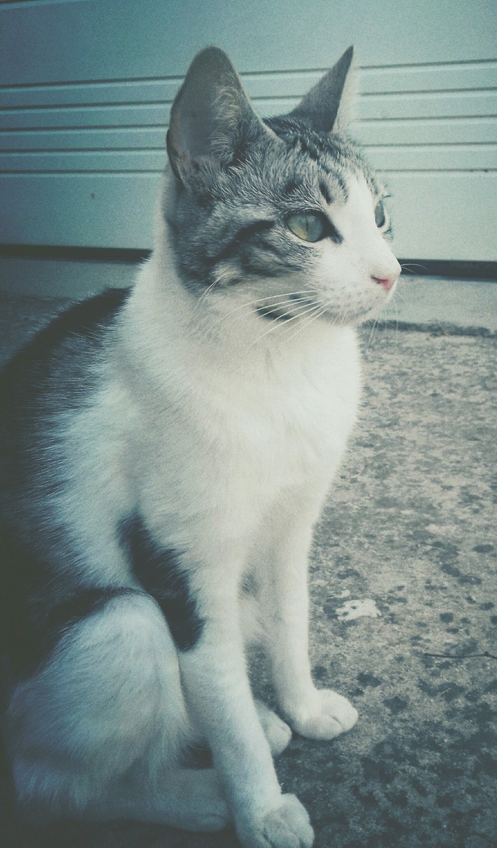 meeguez