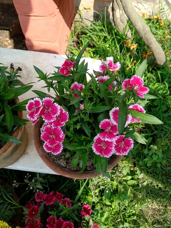 LoVeLy FlOwErS