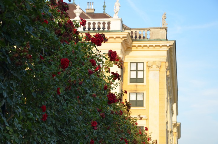 Rose garden
