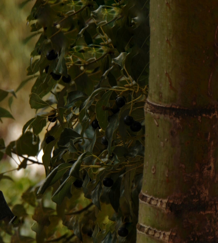 bamboo