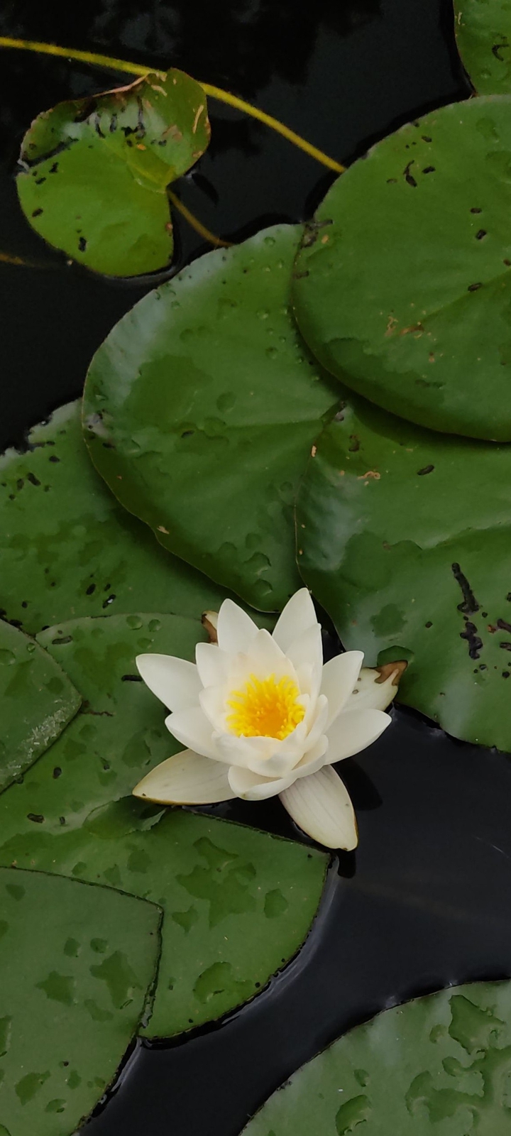 waterlily