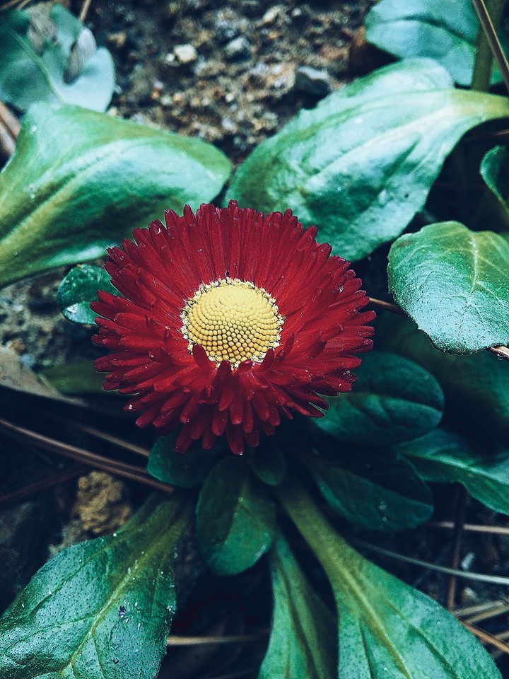 red flower