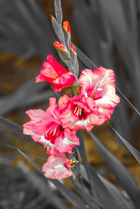 Gladiole