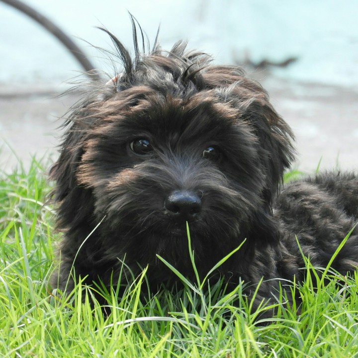 a dog