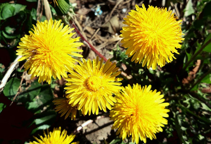blowball