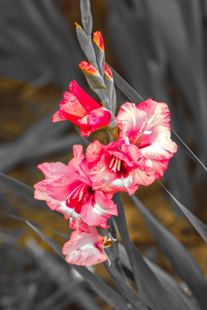 Gladiole