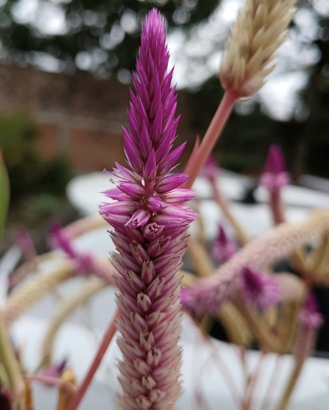 шпалери magenta, grass