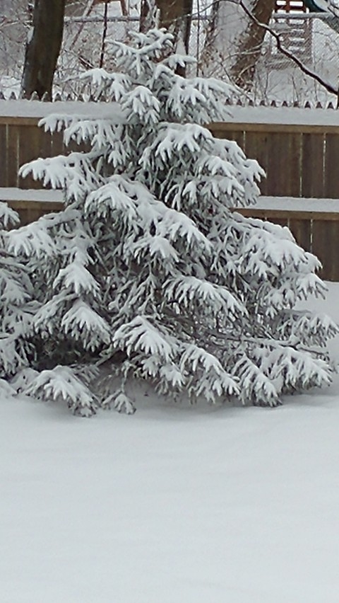 snow covered pine