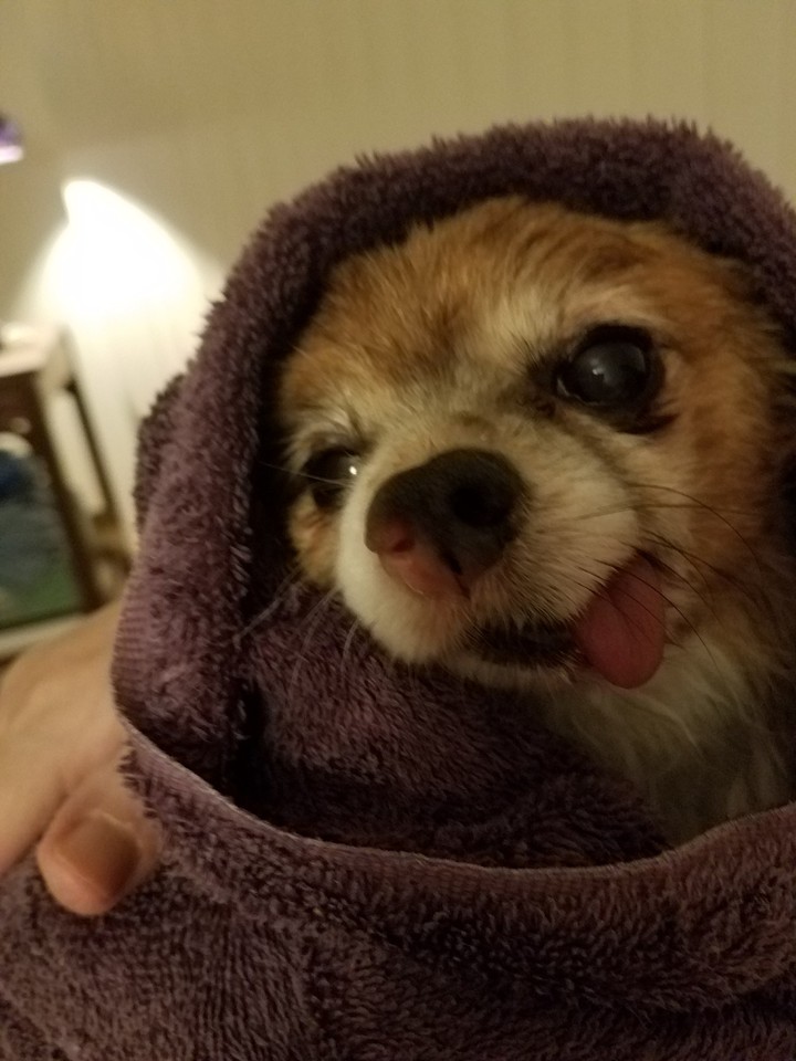 Harley all clean