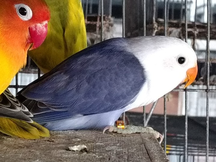 Sable​ Violet​