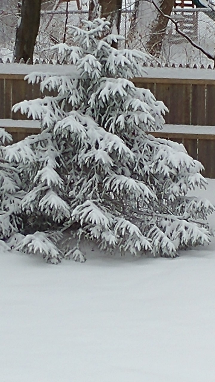 snow covered pine