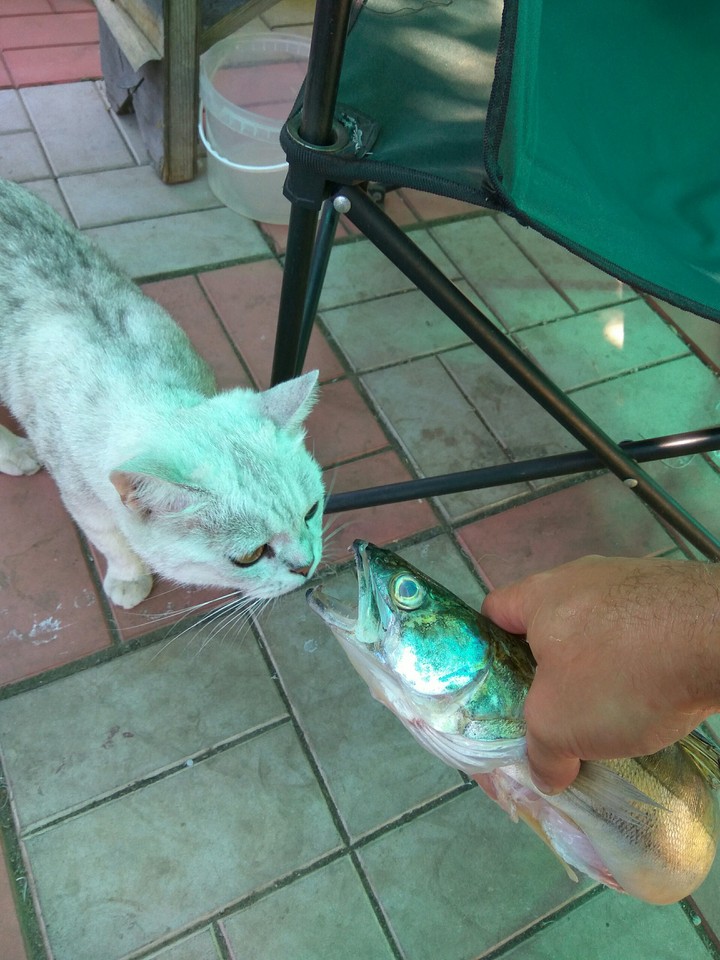 Omnomnom