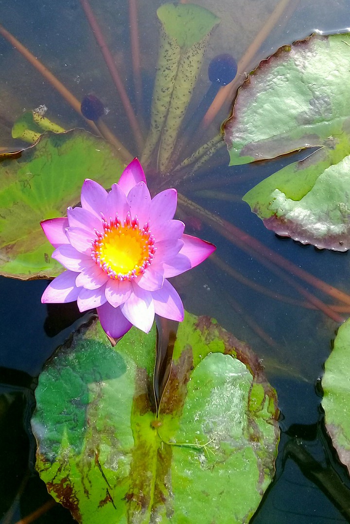 Only for you (Waterlily)