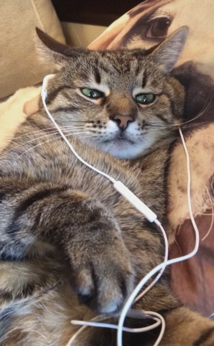 кот моего друга