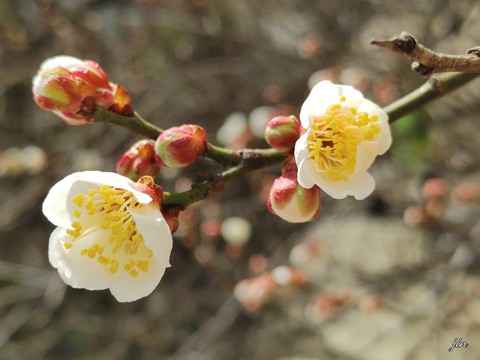 plant, spring wallpapers