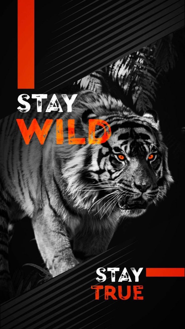 Stay Wild