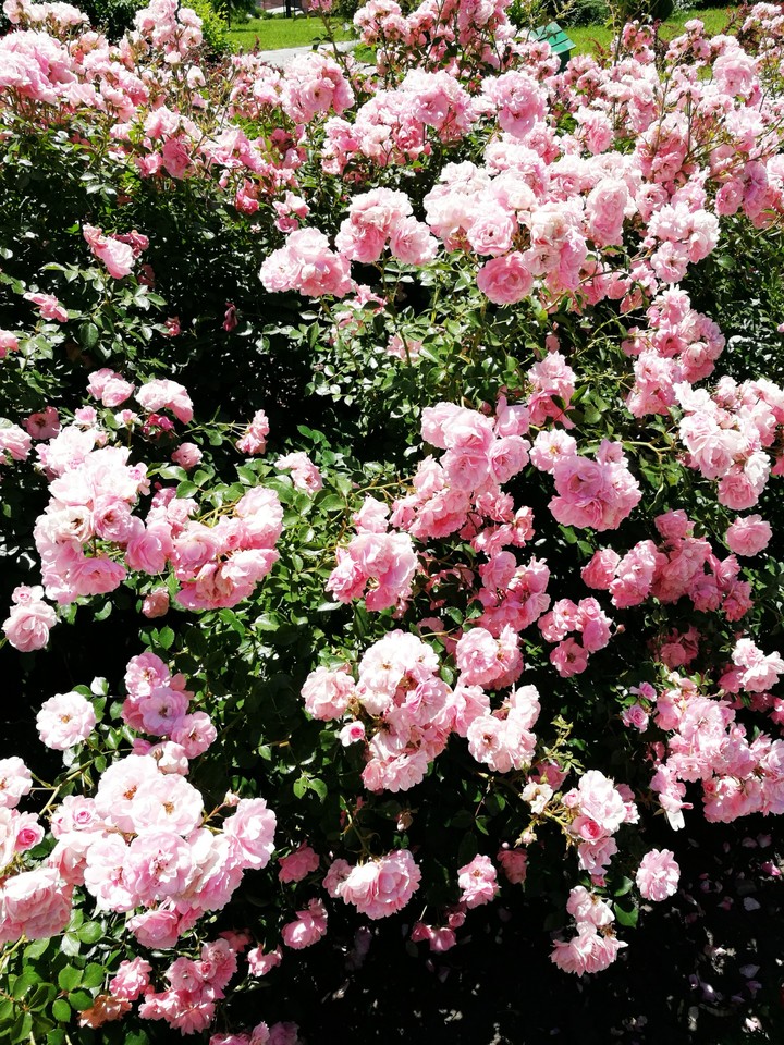 Roses