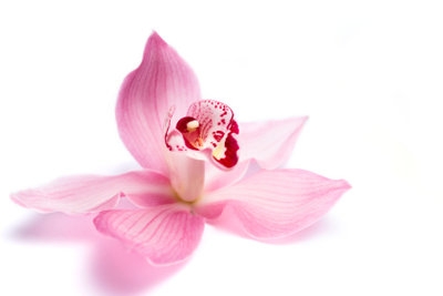 Orchidee eine zauberhafte Blume