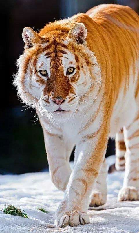 rare golden lion